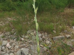 Thinopyrum obtusiflorum