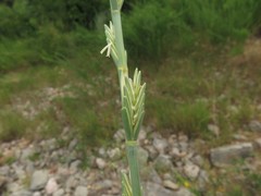 Thinopyrum obtusiflorum