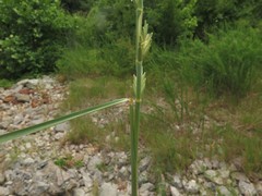 Thinopyrum obtusiflorum