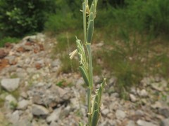 Thinopyrum obtusiflorum