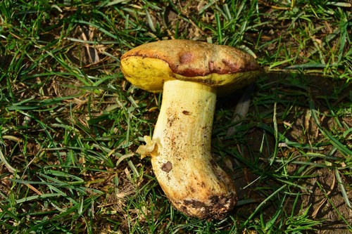 Iodine Bolete