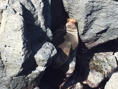 Arctocephalus galapagoensis