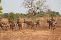 Hippotragus equinus koba