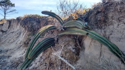 Cereus hildmannianus