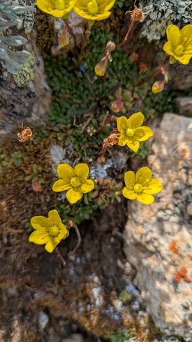 golden saxifrage (Saxifraga chrysantha)