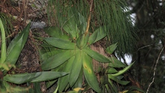 Agave mitis