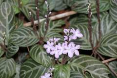 Chamaeranthemum venosum
