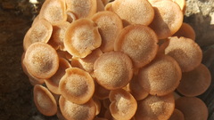 Desarmillaria caespitosa image