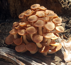 Desarmillaria caespitosa image