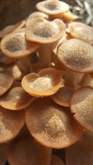 Desarmillaria caespitosa image