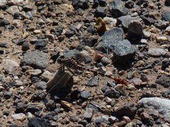 Erpetogomphus lampropeltis
