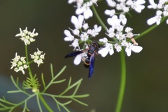 Parancistrocerus histrio