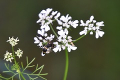Parancistrocerus histrio
