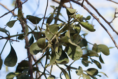 Phoradendron leucarpum tomentosum