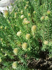 Microdon capitatus