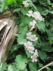 Bignonia potosina