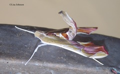 Agathodes designalis