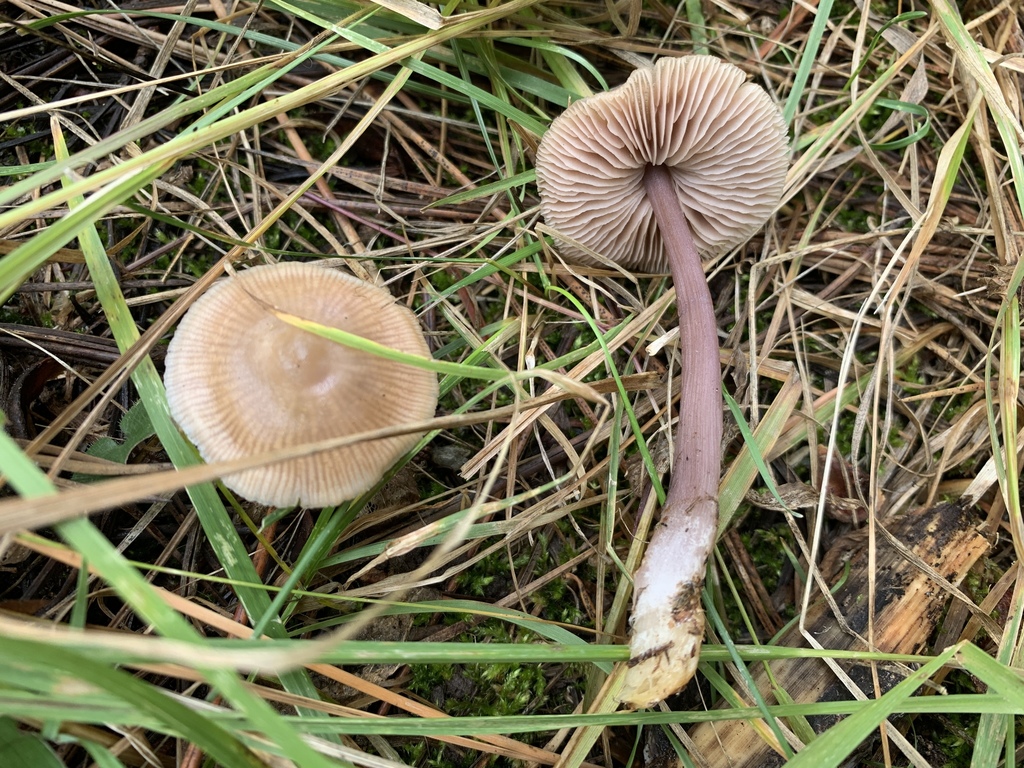 Purae