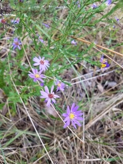 Symphyotrichum laeve concinnum