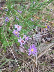 Symphyotrichum laeve concinnum