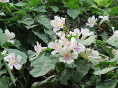 Bignonia potosina