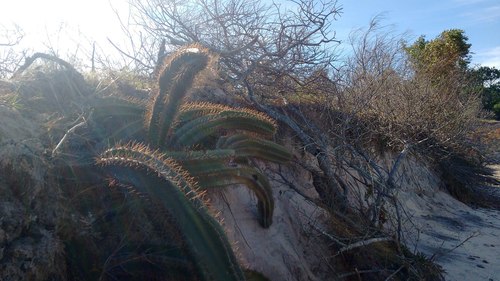 Cereus hildmannianus