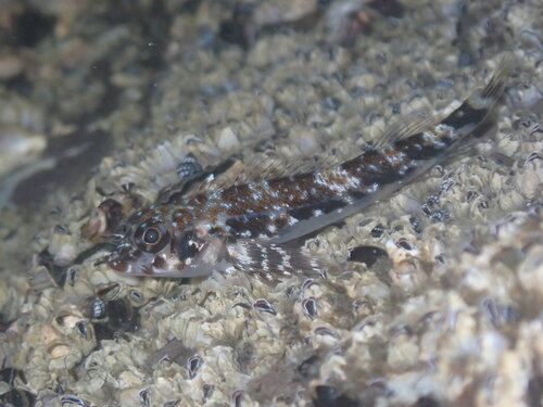 Blacktail triplefin (Axoclinus nigricaudus) — Tripterygiidae — 5