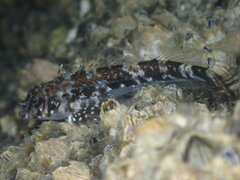 Cortez Triplefin photo 3