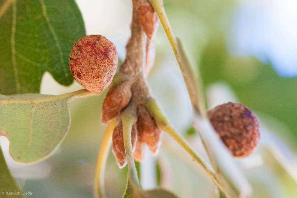Fuzzy Gall Wasp