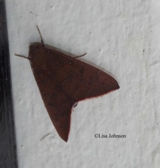 Anomis illita
