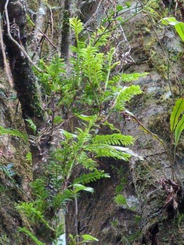 Pectinopitys standleyi (Pectinopitys standleyi)
