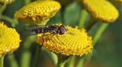 Toxomerus occidentalis