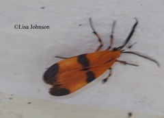 Correbidia terminalis