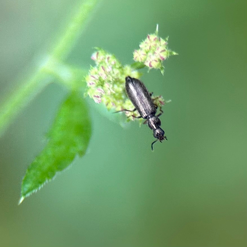 Bleischwarzer Wollhaarkäfer