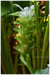 Curcuma longa