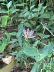 Tricyrtis