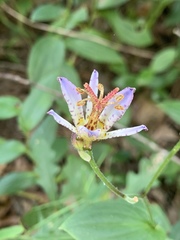 Tricyrtis