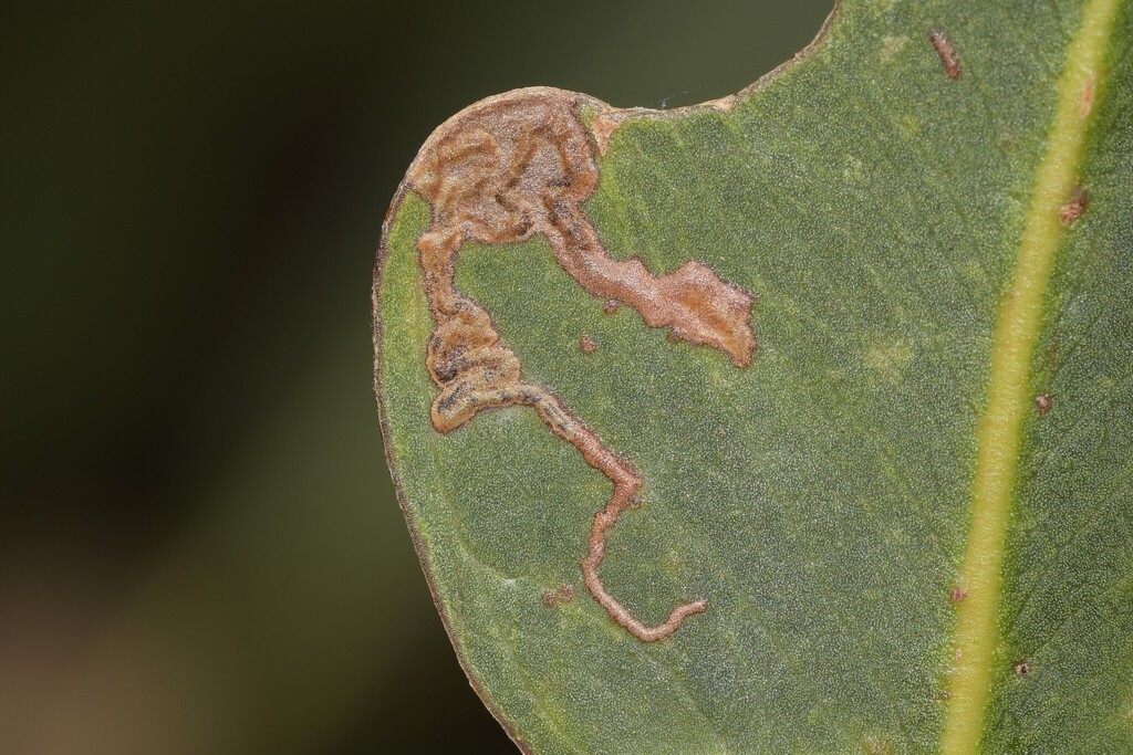 Pectinivalva scotodes