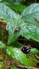 Lacinius dentiger