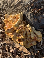 Laetiporus gilbertsonii