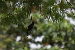 Selva Cacique photo 1
