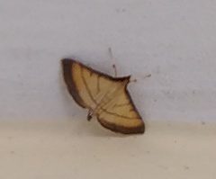 Cnaphalocrocis