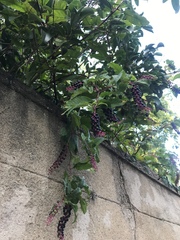 Phytolacca americana