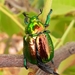 Precious Metal Beetle - Photo (c) Guilherme A. Fischer, some rights reserved (CC BY-NC), uploaded by Guilherme A. Fischer