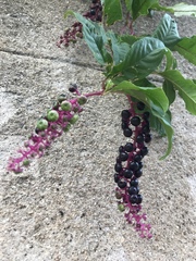 Phytolacca americana