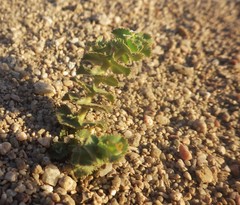 Euphorbia leucophylla