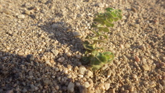 Euphorbia leucophylla