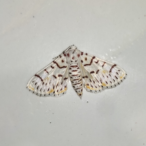 Polygrammodes maccalis