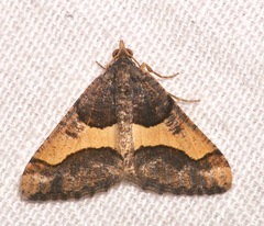 Frederickia hypaethrata