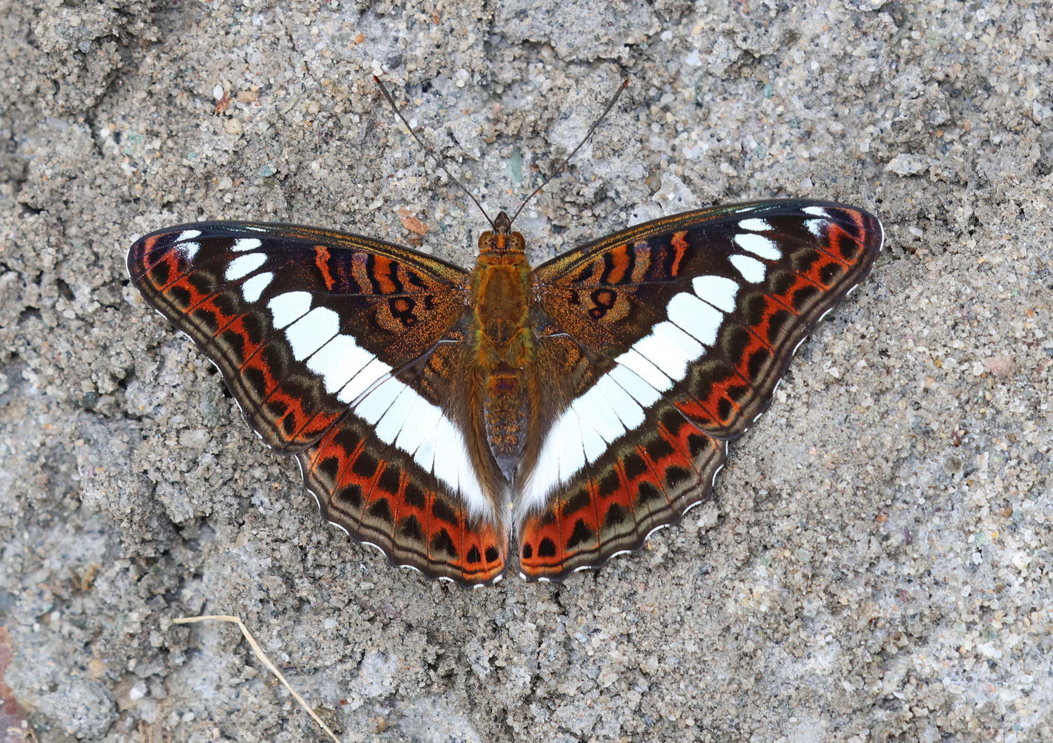 Scarce White Commodore